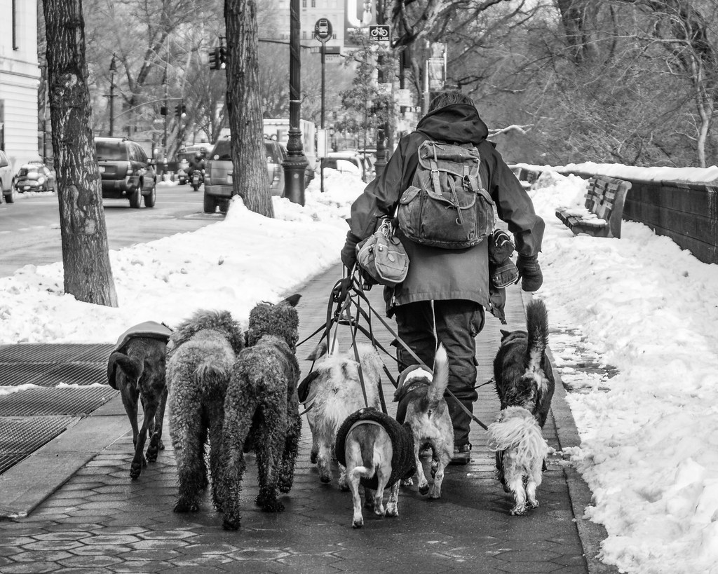 What Actually Makes an NYC Apartment Truly Pet-Friendly
